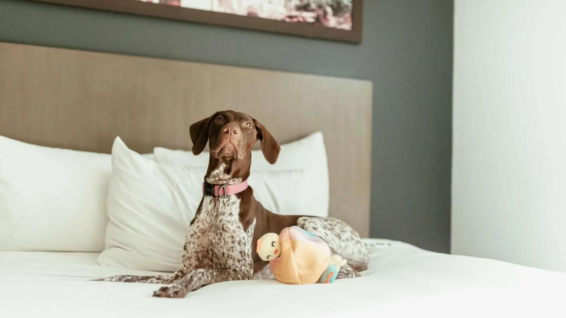 Hotel Hyatt House San Juan